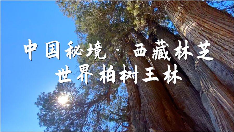 【出行向导】玉泉山公园举办“彩灯游”活动,玉兰路部分路段实施交通管制